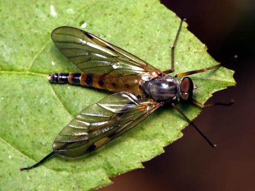Rhagio maculatus