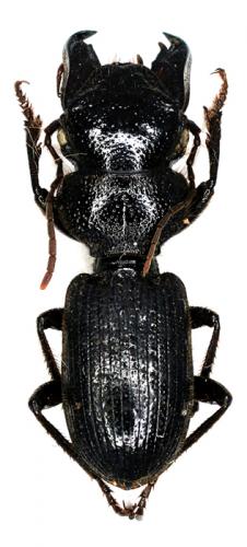 Odontocarus asiaticus