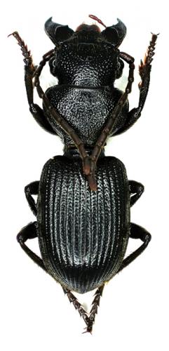Odontocarus robustus