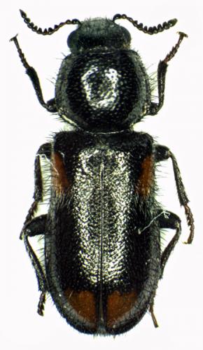 Divales quadrimaculatus