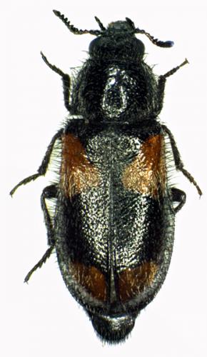 Divales quadrimaculatus