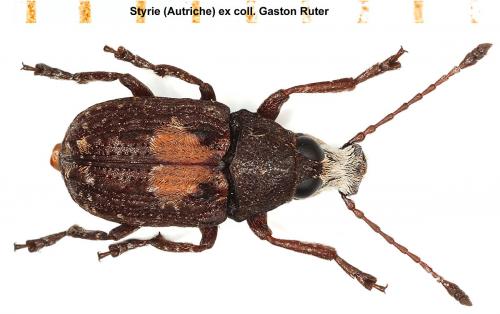 Gonotropis dorsalis