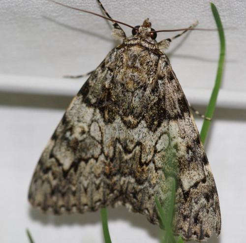 Catocala promissa