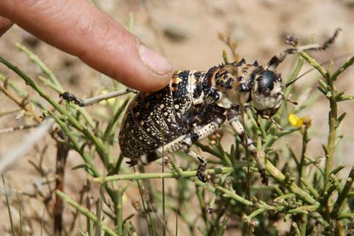 Réf. 49 509 : Eugaster spinulosa