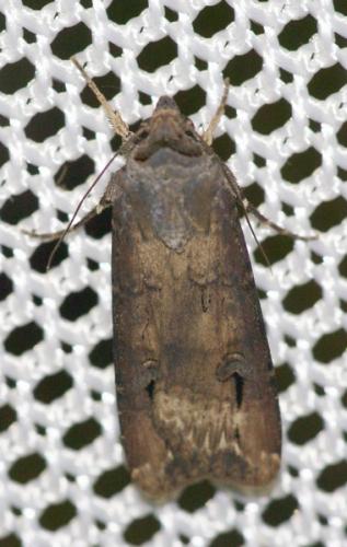 Réf. 49 051 : Agrotis ipsilon