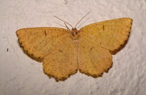 Réf. 49 250 : Angerona prunaria