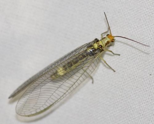 Nothochrysa fulviceps