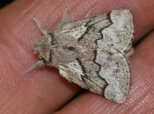 Réf. 49 567 : Trichiura crataegi