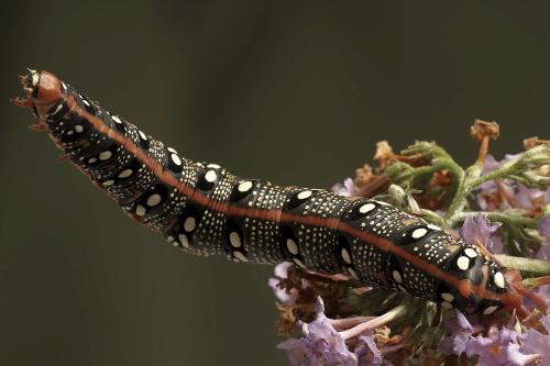 Hyles euphorbiae