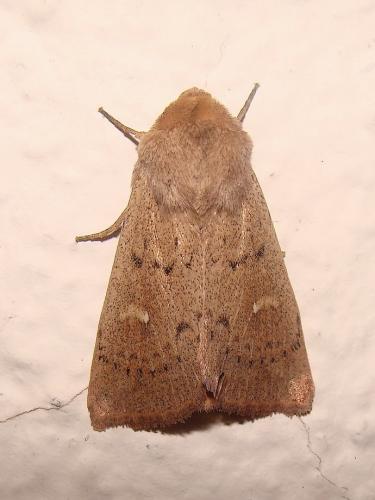 Réf. 49 176 : Mythimna ferrago