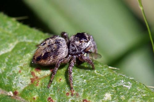 Evarcha sp.