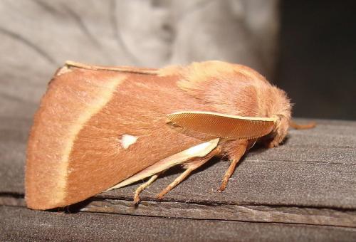 Réf. 49 883 : Lasiocampa trifolii