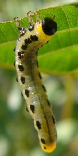 Nematus septentrionalis