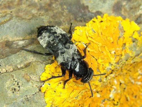 Creophilus maxillosus