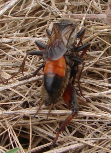 Sphex funerarius