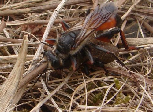 Réf. 49 928 : Sphex funerarius