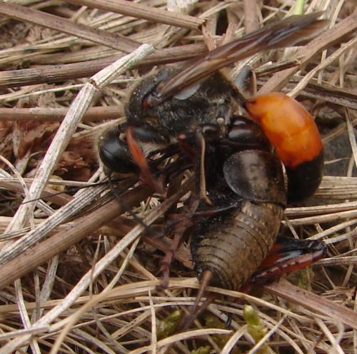 Sphex funerarius