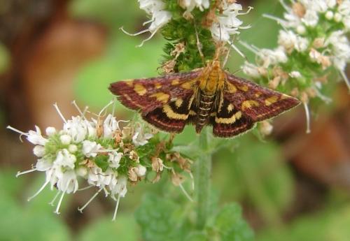 Pyrausta purpuralis