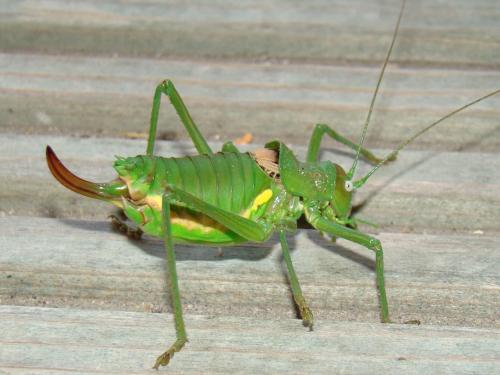 Réf. 49 251 : Uromenus rugosicollis