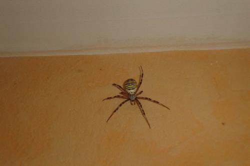 Argiope bruennichi