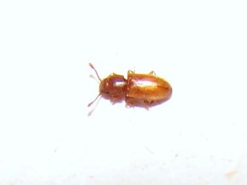 Ahasverus advena