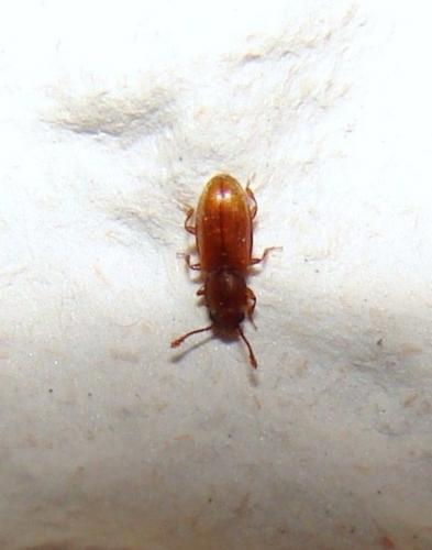 Ahasverus advena