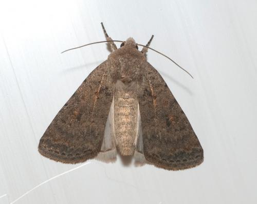 Réf. 49 005 : Caradrina clavipalpis