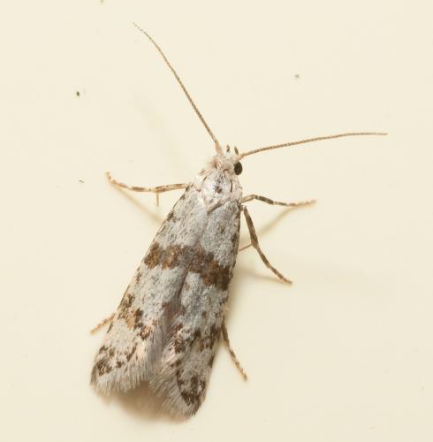 Scythropia crataegella