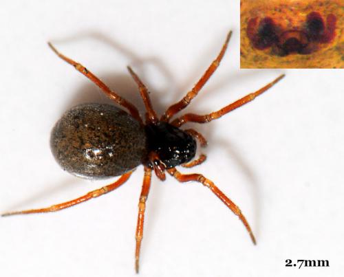 Réf. 49 840 : Hypomma cornutum