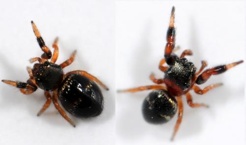 Réf. 49 061 : Sibianor larae