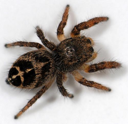 Pellenes tripunctatus