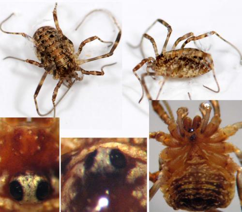 Paroligolophus agrestis