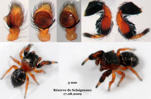 Réf. 49 129 : Sibianor larae