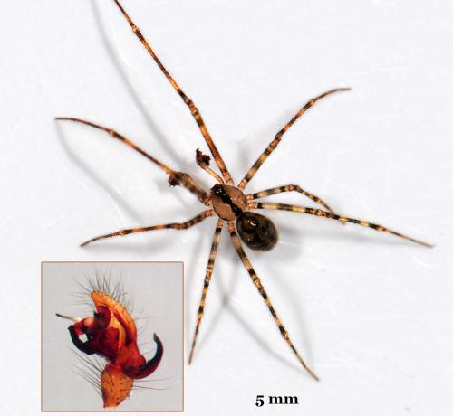 Nesticus cellulanus