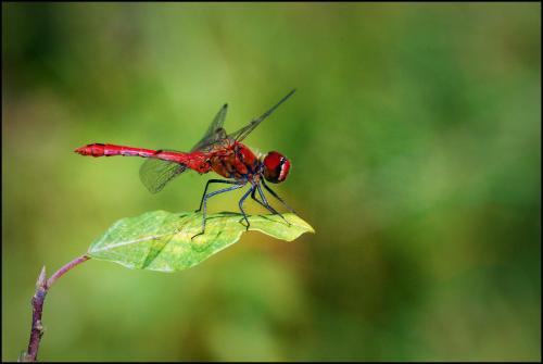 Sympetrum sanguineum
