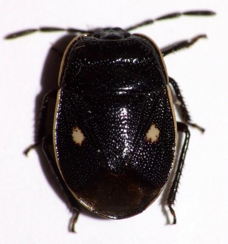Adomerus biguttatus