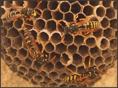Polistes dominula