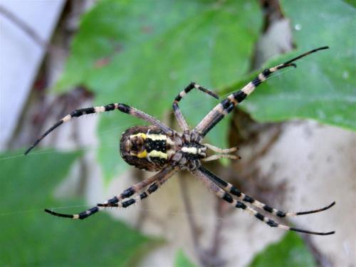 Argiope bruennichi