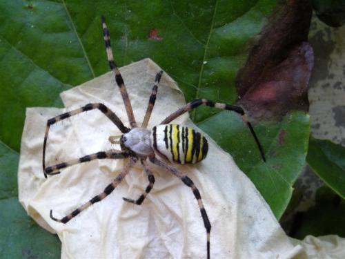 Réf. 49 987 : Argiope bruennichi