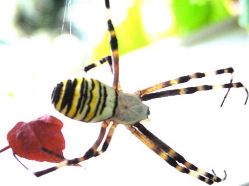 Argiope bruennichi