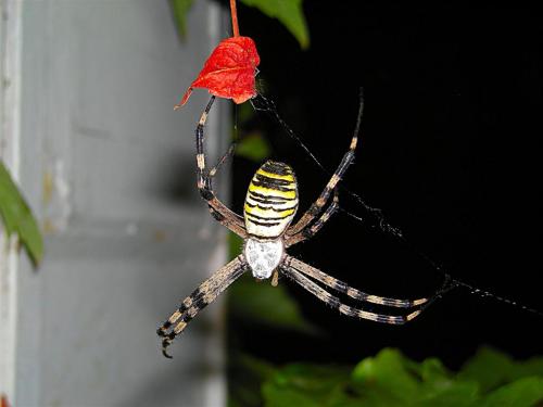 Argiope bruennichi