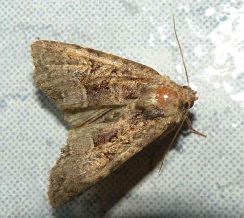 Réf. 49 639 : Mesapamea sp.