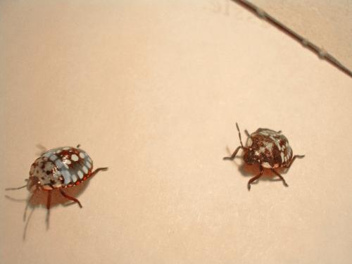 Nezara viridula