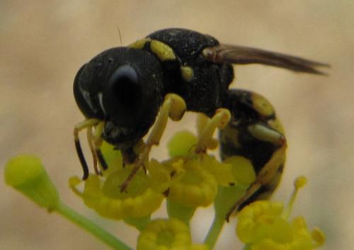 Lestica clypeata