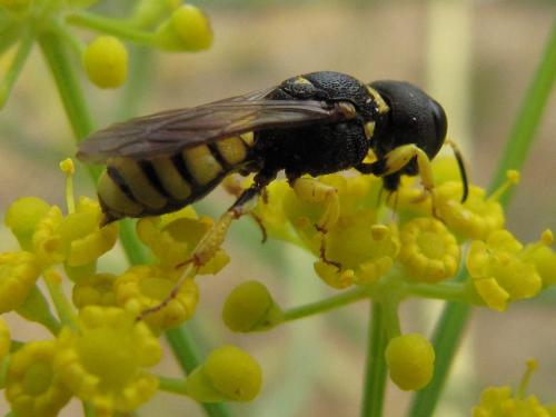 Réf. 49 469 : Lestica clypeata
