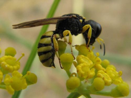 Réf. 49 516 : Lestica clypeata