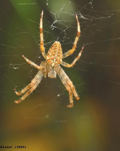 Araneus diadematus