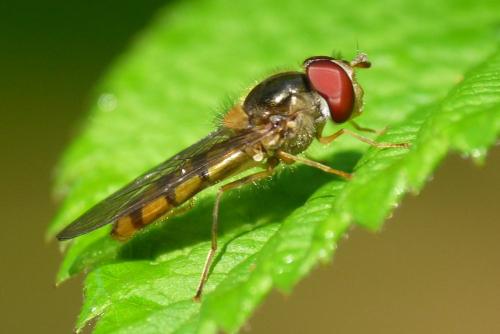 Réf. 49 228 : Meliscaeva auricollis