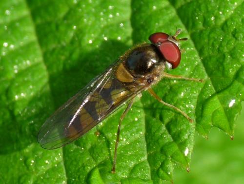 Réf. 49 229 : Meliscaeva auricollis
