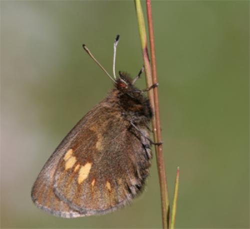 Erebia manto